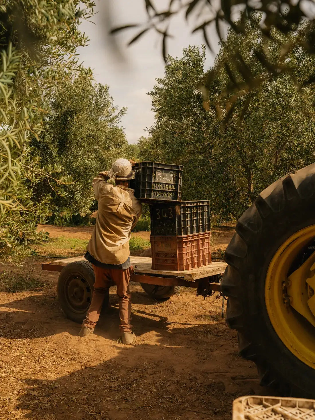 La récolte des olives au Domaine Villa Maroc
