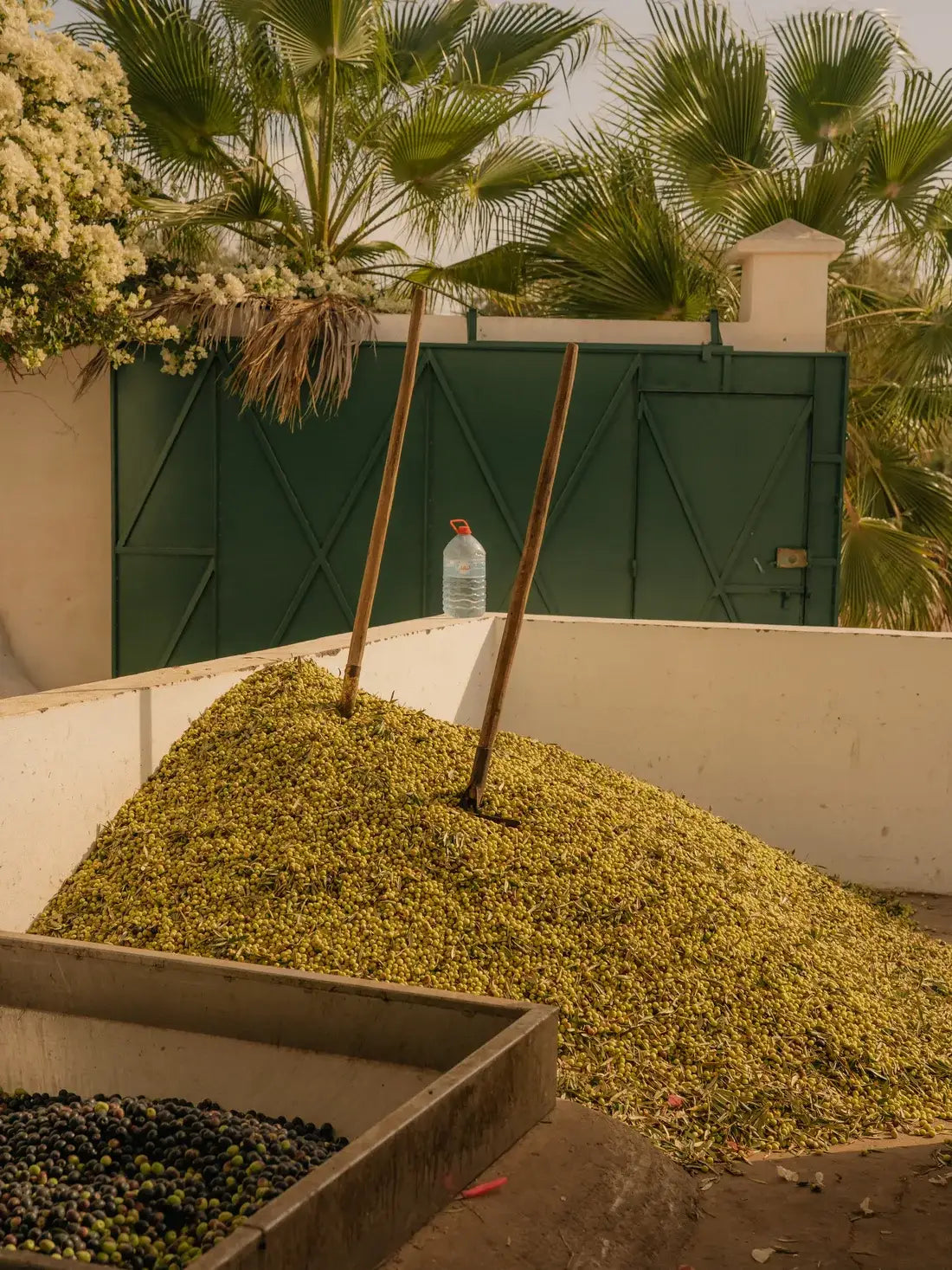 Les olives au moulin du Domaine Villa Maroc
