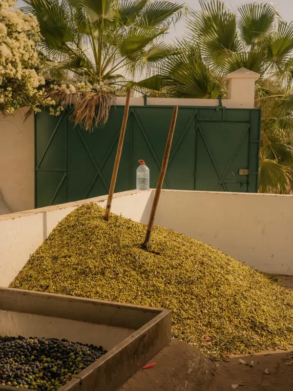 Olives at the mill